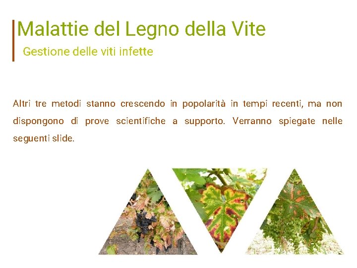 Malattie del Legno della Vite Gestione delle viti infette Altri tre metodi stanno crescendo