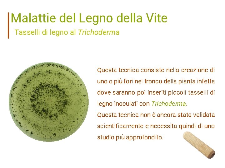 Malattie del Legno della Vite Tasselli di legno al Trichoderma Questa tecnica consiste nella