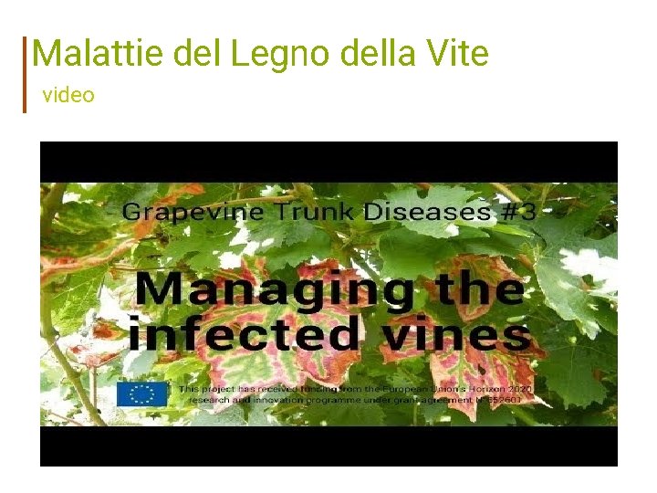 Malattie del Legno della Vite video 