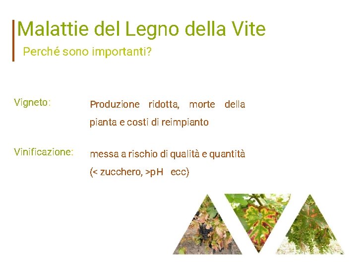 Malattie del Legno della Vite Perché sono importanti? Vigneto: Produzione ridotta, morte della pianta