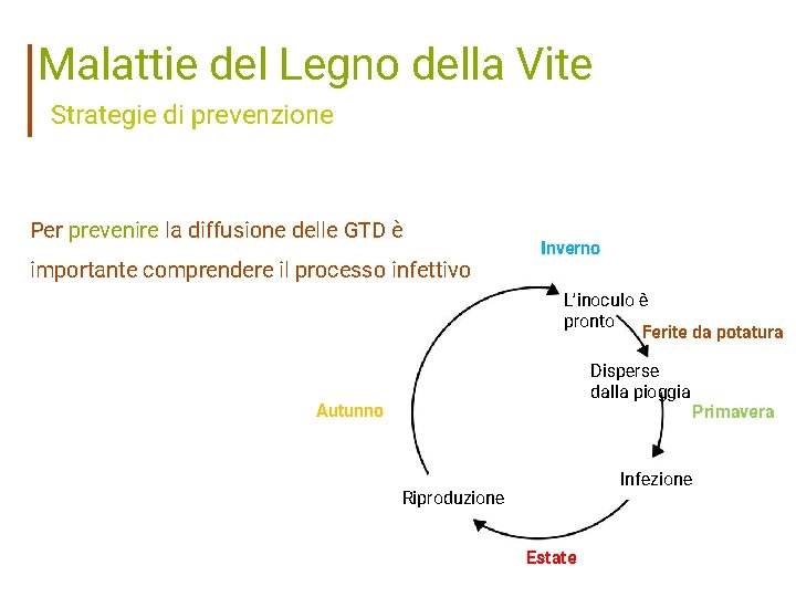 Malattie del Legno della Vite Strategie di prevenzione Per prevenire la diffusione delle GTD