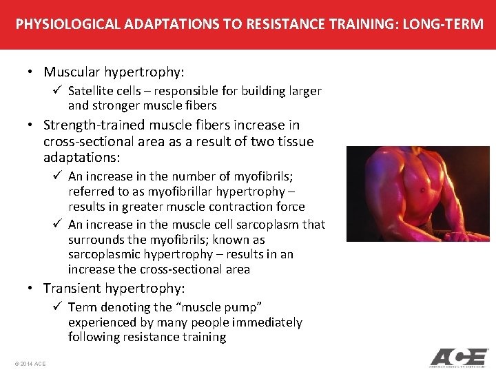 PHYSIOLOGICAL ADAPTATIONS TO RESISTANCE TRAINING: LONG-TERM • Muscular hypertrophy: ü Satellite cells – responsible PHYSIOLOGICAL ADAPTATIONS TO RESISTANCE TRAINING: LONG-TERM • Muscular hypertrophy: ü Satellite cells – responsible