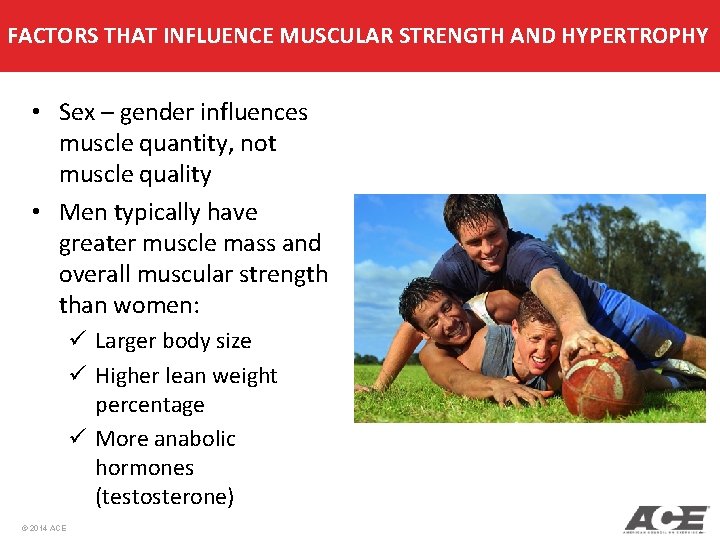 FACTORS THAT INFLUENCE MUSCULAR STRENGTH AND HYPERTROPHY • Sex – gender influences muscle quantity, FACTORS THAT INFLUENCE MUSCULAR STRENGTH AND HYPERTROPHY • Sex – gender influences muscle quantity,