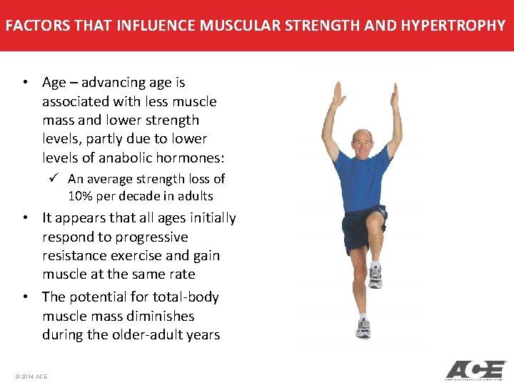 FACTORS THAT INFLUENCE MUSCULAR STRENGTH AND HYPERTROPHY • Age – advancing age is associated FACTORS THAT INFLUENCE MUSCULAR STRENGTH AND HYPERTROPHY • Age – advancing age is associated