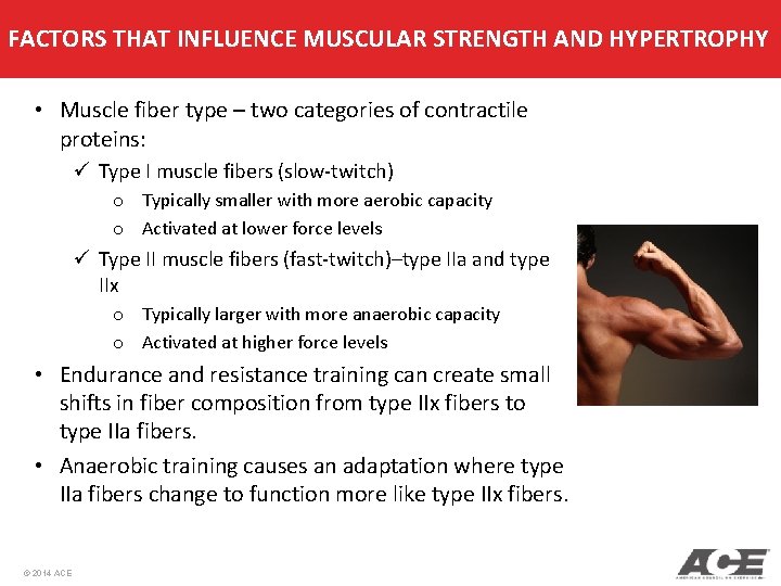FACTORS THAT INFLUENCE MUSCULAR STRENGTH AND HYPERTROPHY • Muscle fiber type – two categories FACTORS THAT INFLUENCE MUSCULAR STRENGTH AND HYPERTROPHY • Muscle fiber type – two categories