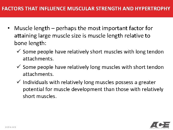 FACTORS THAT INFLUENCE MUSCULAR STRENGTH AND HYPERTROPHY • Muscle length – perhaps the most FACTORS THAT INFLUENCE MUSCULAR STRENGTH AND HYPERTROPHY • Muscle length – perhaps the most
