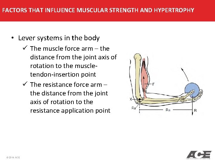 FACTORS THAT INFLUENCE MUSCULAR STRENGTH AND HYPERTROPHY • Lever systems in the body ü FACTORS THAT INFLUENCE MUSCULAR STRENGTH AND HYPERTROPHY • Lever systems in the body ü