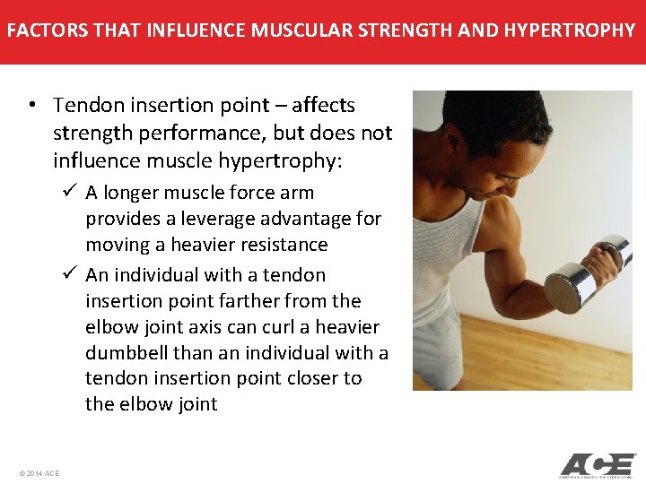 FACTORS THAT INFLUENCE MUSCULAR STRENGTH AND HYPERTROPHY • Tendon insertion point – affects strength FACTORS THAT INFLUENCE MUSCULAR STRENGTH AND HYPERTROPHY • Tendon insertion point – affects strength