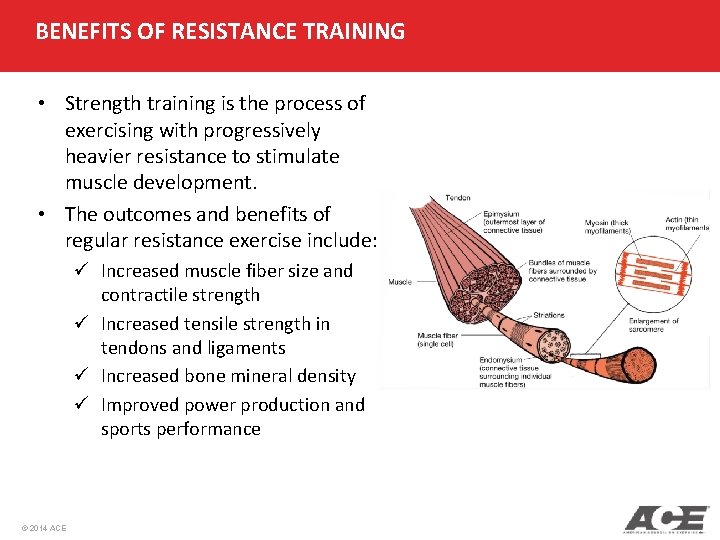 BENEFITS OF RESISTANCE TRAINING • Strength training is the process of exercising with progressively BENEFITS OF RESISTANCE TRAINING • Strength training is the process of exercising with progressively