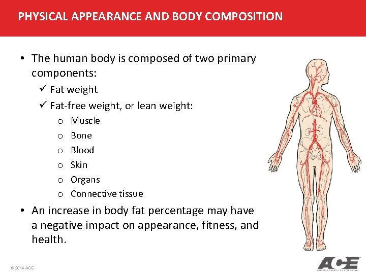PHYSICAL APPEARANCE AND BODY COMPOSITION • The human body is composed of two primary PHYSICAL APPEARANCE AND BODY COMPOSITION • The human body is composed of two primary