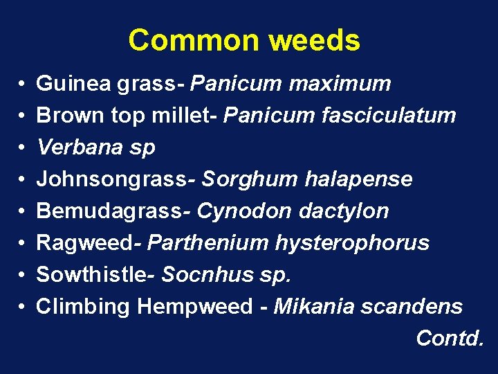 Common weeds • • Guinea grass- Panicum maximum Brown top millet- Panicum fasciculatum Verbana