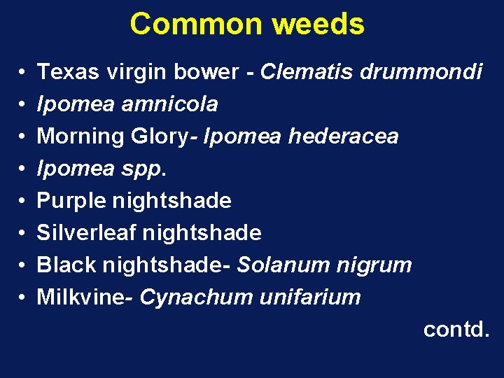 Common weeds • • Texas virgin bower - Clematis drummondi Ipomea amnicola Morning Glory-