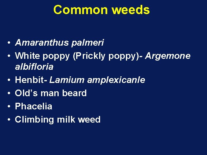 Common weeds • Amaranthus palmeri • White poppy (Prickly poppy)- Argemone albifloria • Henbit-