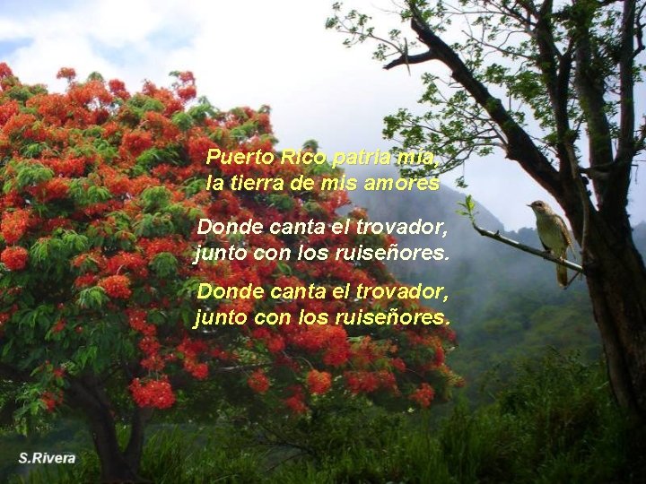 Puerto Rico patria mía, la tierra de mis amores Donde canta el trovador, junto