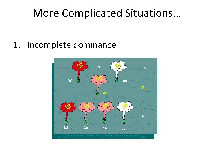 More Complicated Situations… 1. Incomplete dominance 