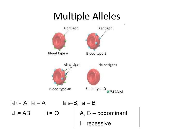 Multiple Alleles IAIA = A; IAi = A IAIB= AB ii = O IBIB=B;