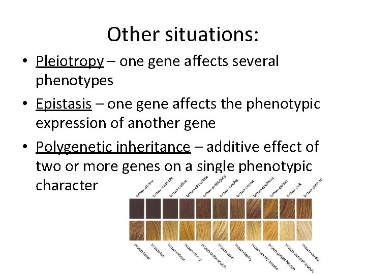 Other situations: • Pleiotropy – one gene affects several phenotypes • Epistasis – one