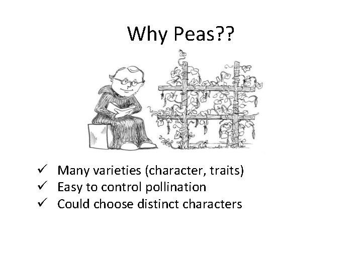 Why Peas? ? ü Many varieties (character, traits) ü Easy to control pollination ü