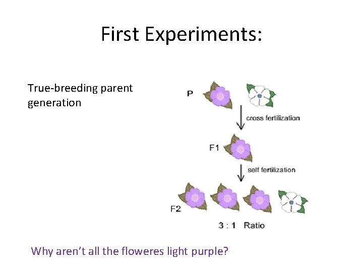 First Experiments: True-breeding parent generation Why aren’t all the floweres light purple? 