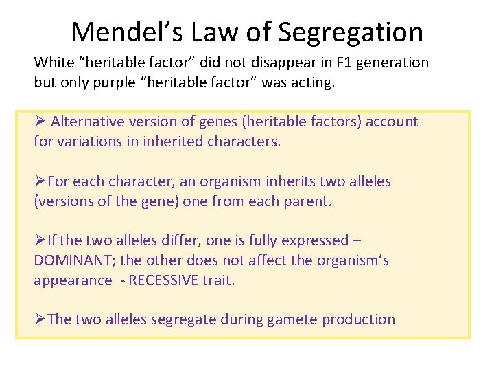 Mendel’s Law of Segregation White “heritable factor” did not disappear in F 1 generation