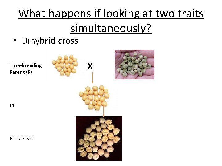 What happens if looking at two traits simultaneously? • Dihybrid cross True-breeding Parent (P)