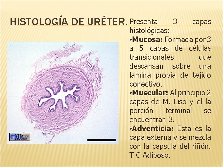 HISTOLOGÍA DE URÉTER. Presenta 3 capas histológicas: • Mucosa: Formada por 3 a 5