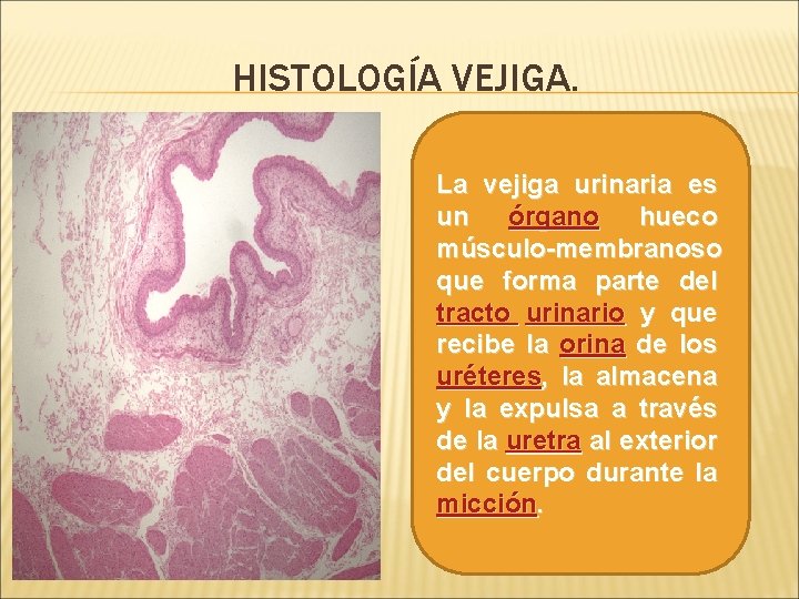 HISTOLOGÍA VEJIGA. La vejiga urinaria es un órgano hueco músculo-membranoso que forma parte del