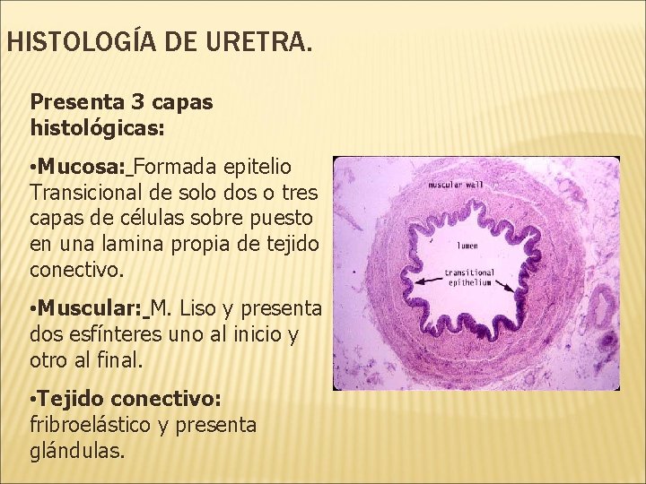 HISTOLOGÍA DE URETRA. Presenta 3 capas histológicas: • Mucosa: Formada epitelio Transicional de solo