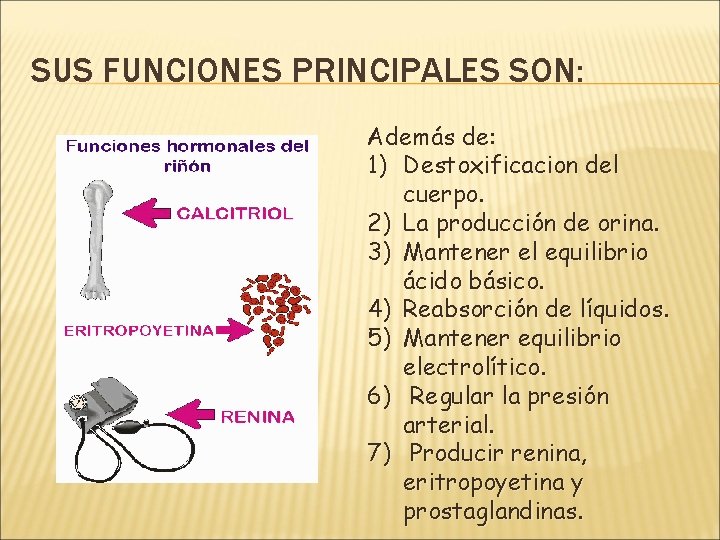 SUS FUNCIONES PRINCIPALES SON: Además de: 1) Destoxificacion del cuerpo. 2) La producción de