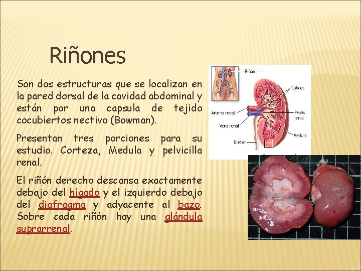 Riñones Son dos estructuras que se localizan en la pared dorsal de la cavidad