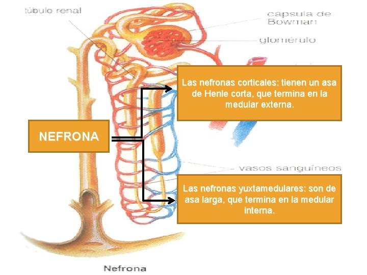Las nefronas corticales: tienen un asa de Henle corta, que termina en la medular
