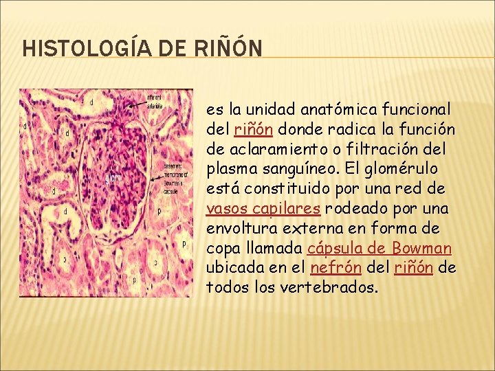 HISTOLOGÍA DE RIÑÓN es la unidad anatómica funcional del riñón donde radica la función