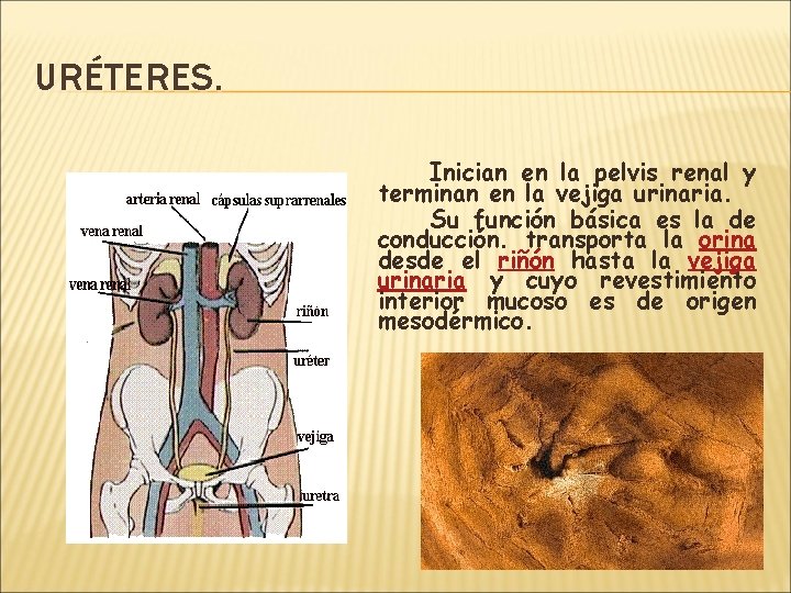 URÉTERES. Inician en la pelvis renal y terminan en la vejiga urinaria. Su función