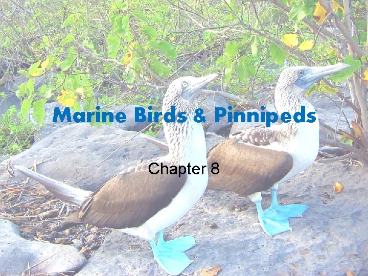 Marine Birds & Pinnipeds Chapter 8 