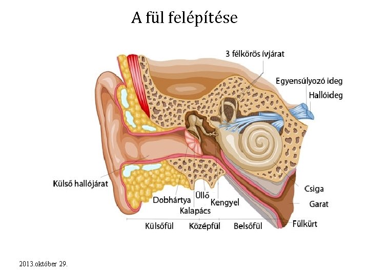 A fül felépítése 2013. október 29. 