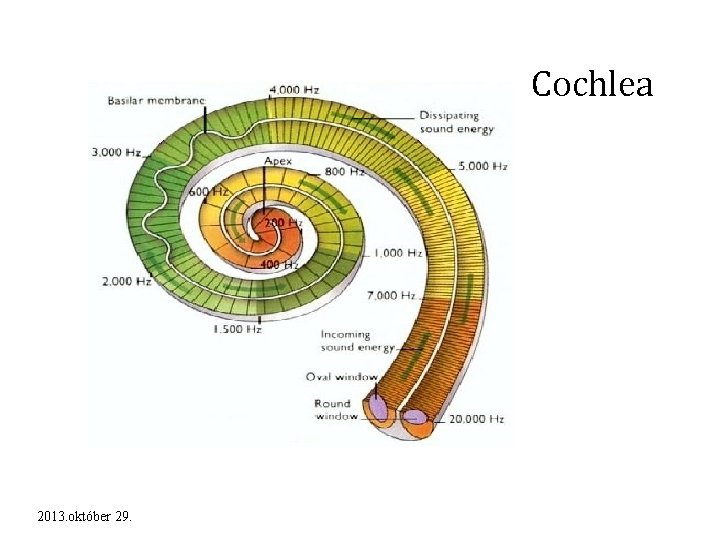 Cochlea 2013. október 29. 
