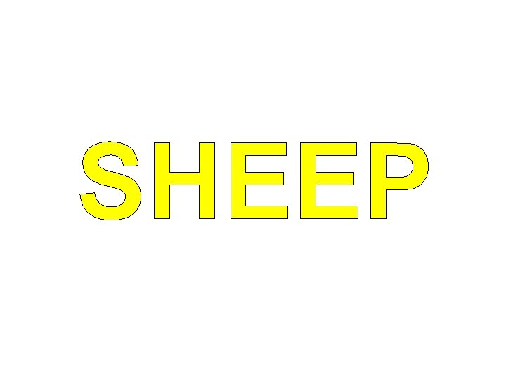 SHEEP 