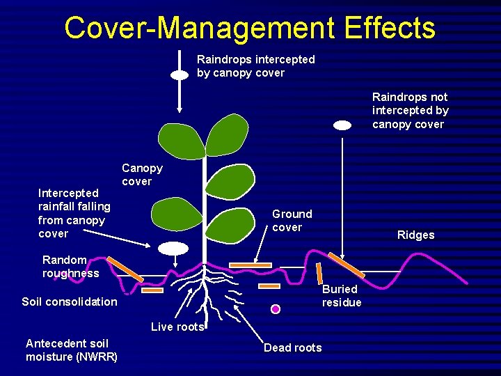 Cover-Management Effects Raindrops intercepted by canopy cover Raindrops not intercepted by canopy cover Intercepted