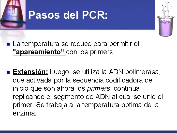 Pasos del PCR: n La temperatura se reduce para permitir el "apareamiento“ con los