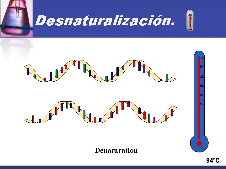 Desnaturalización. 100 90 80 70 60 50 Denaturation 94ºC 