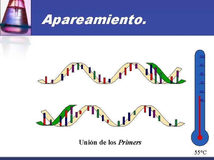 Apareamiento. 100 90 80 70 60 50 Unión de los Primers 55°C 