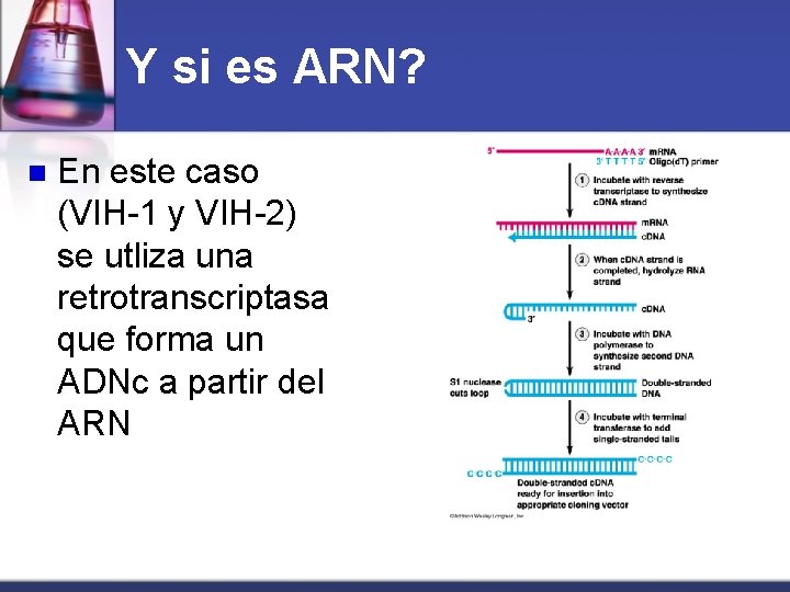 Y si es ARN? n En este caso (VIH-1 y VIH-2) se utliza una