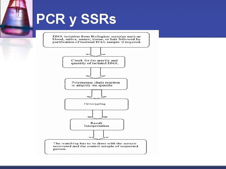 PCR y SSRs 