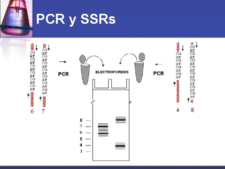 PCR y SSRs 