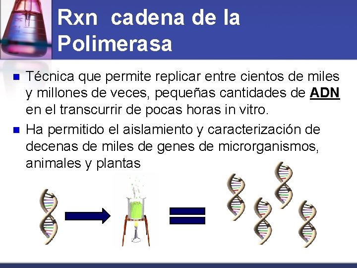 Rxn cadena de la Polimerasa n n Técnica que permite replicar entre cientos de