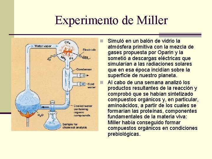 Experimento de Miller n Simuló en un balón de vidrio la atmósfera primitiva con