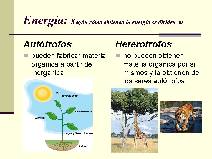 Energía: según cómo obtienen la energía se dividen en Autótrofos: Heterotrofos: n pueden fabricar