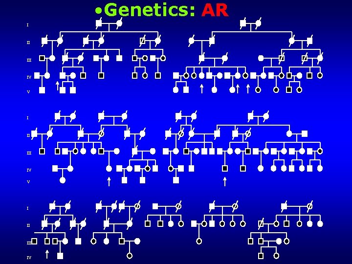  • Genetics: AR I II III IV V I II IV 