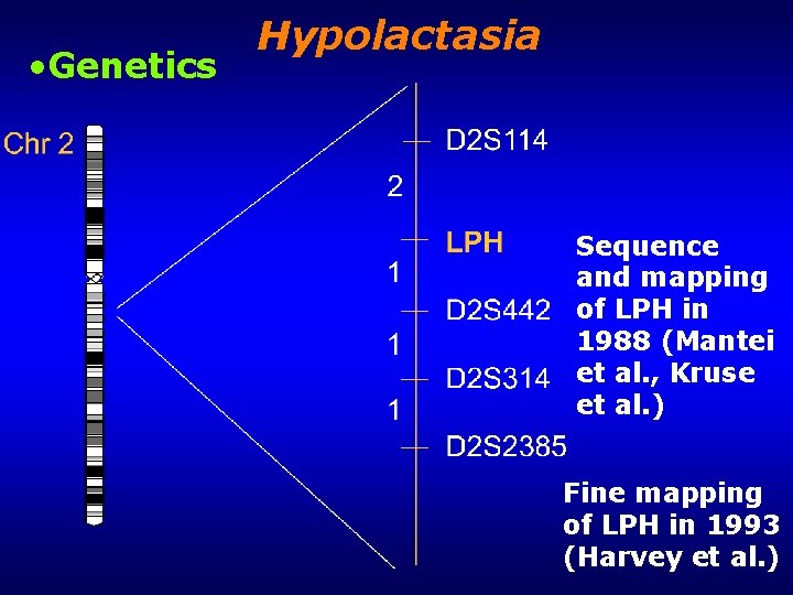  • Genetics Hypolactasia Sequence and mapping of LPH in 1988 (Mantei et al.