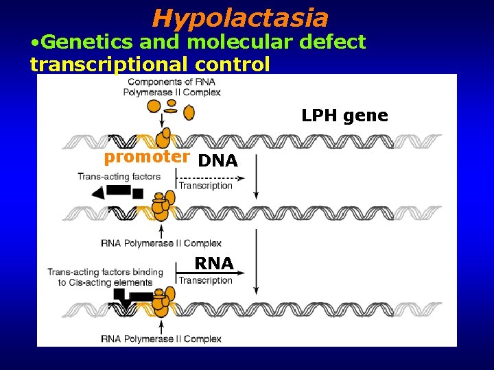 Hypolactasia • Genetics and molecular defect transcriptional control LPH gene promoter DNA RNA 